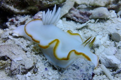 Ardeadoris electra