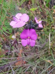 Gompholobium venustum