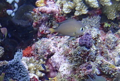 Pycnochromis atripes