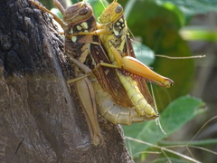 Kraussaria angulifera