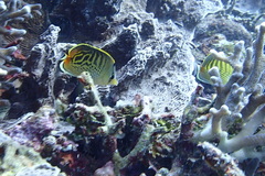 Chaetodon punctatofasciatus