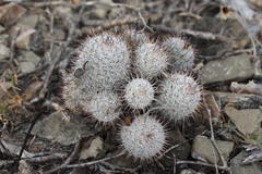 Mammillaria haageana