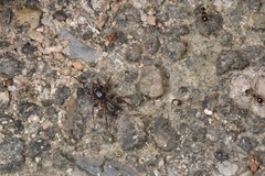Oedignatha
