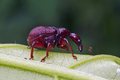 Heterapoderus