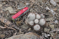 Mammillaria haageana