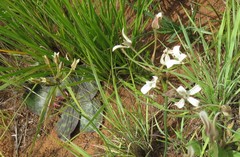 Kohautia amatymbica