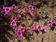 Romulea subfistulosa