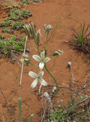 Kohautia amatymbica