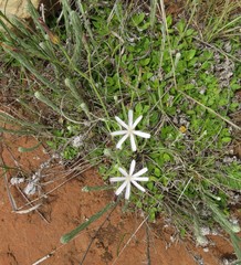 Lactuca inermis