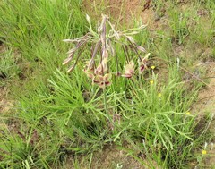 Pelargonium schlechteri