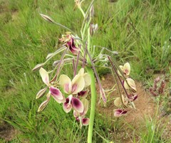 Pelargonium schlechteri