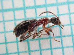 Anthicinae