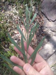 Acacia suaveolens