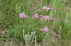 Polygala hottentotta