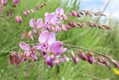 Polygala hottentotta