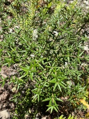 Alyxia ruscifolia