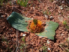 Daubenya marginata