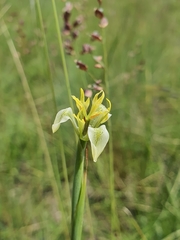 Moraea trifida