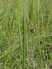 Moraea trifida