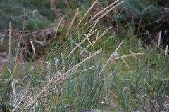 Elymus athericus