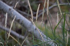 Elymus athericus