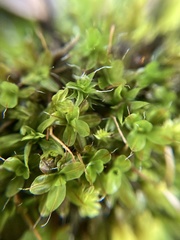 Syntrichia laevipila