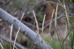 Elymus athericus