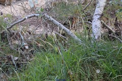Elymus athericus