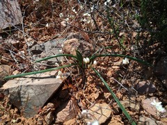 Romulea subfistulosa