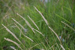 Elymus athericus