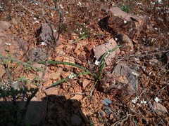 Romulea subfistulosa