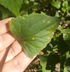 Baeodromus eupatorii