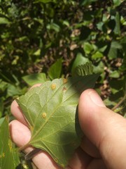 Baeodromus eupatorii