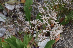 Limonium dodartii