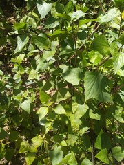 Baeodromus eupatorii