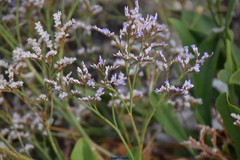 Limonium dodartii