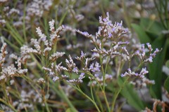 Limonium dodartii
