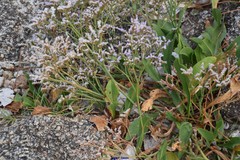 Limonium dodartii