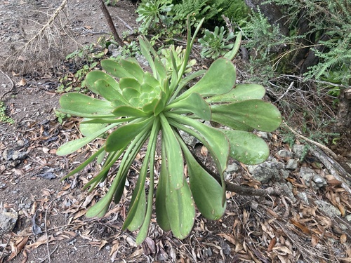 Aeonium ciliatum