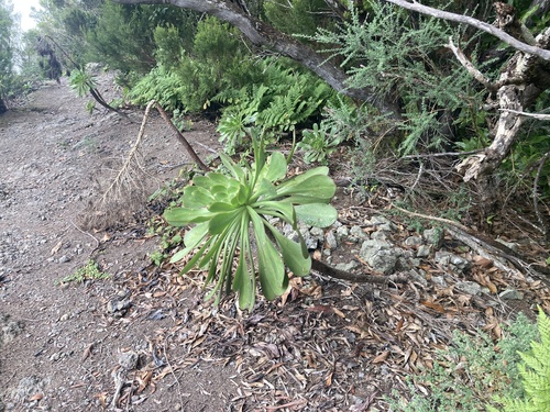 Aeonium ciliatum