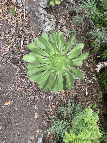 Aeonium ciliatum