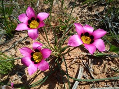 Romulea subfistulosa
