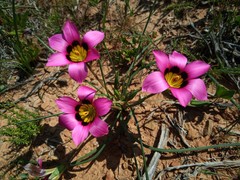 Romulea subfistulosa