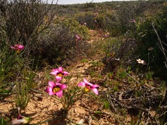 Romulea subfistulosa
