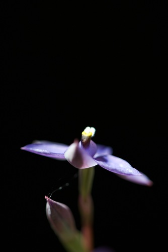 Image of Thelymitra graminea by (c) Ruth Clark, some rights reserved (CC BY)