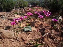 Romulea subfistulosa