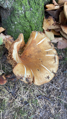 Paxillus involutus