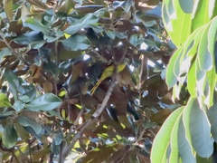 Pericrocotus speciosus