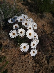 Ursinia pilifera