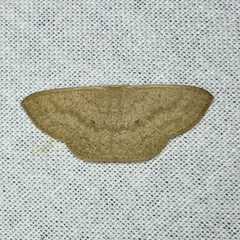 Cyclophora obstataria